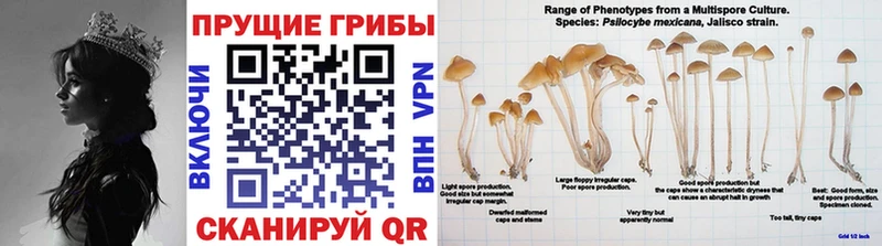 Псилоцибиновые грибы GOLDEN TEACHER Россошь
